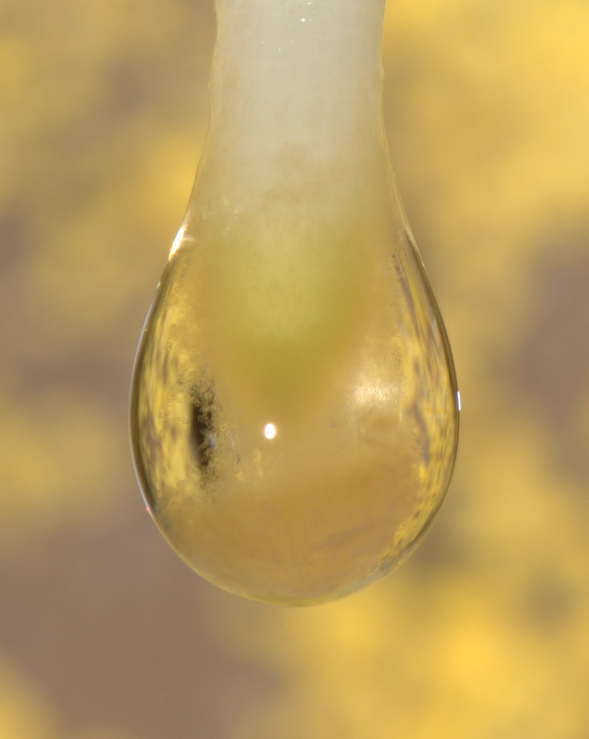Taphos Cave water drop onm root tip